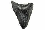 Fossil Megalodon Tooth - South Carolina #328757-1